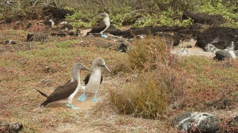 Piqueros de patas azules en Galápagos, Ecuador.