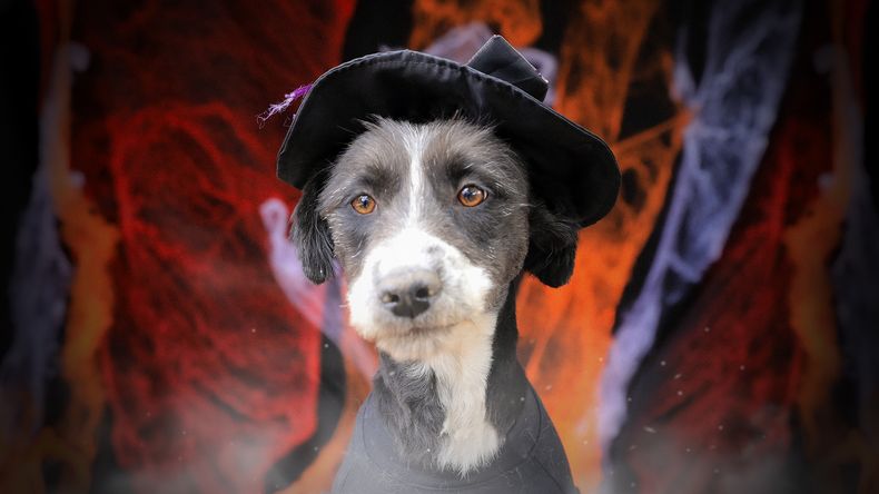 Oreo, perrita para adoptar en la UBA, Quito.