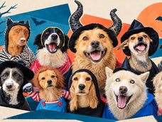 Perritos de la UBA en adopción.