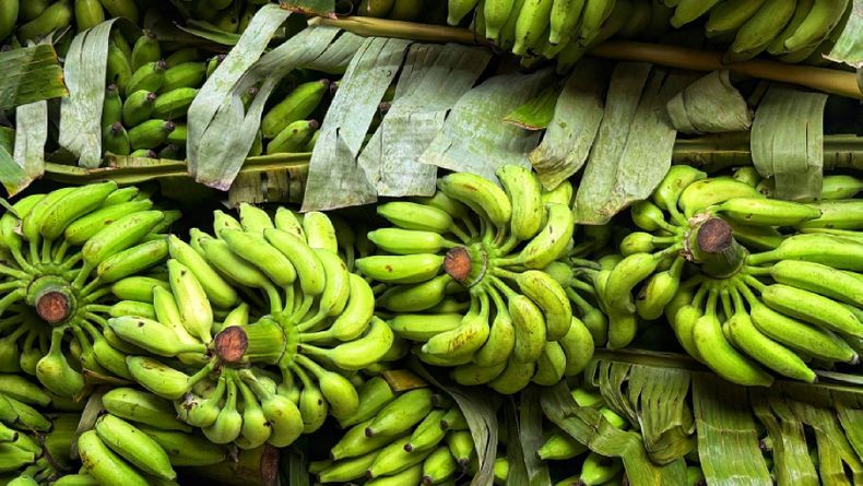 Imagen referencial de manos de banano.
