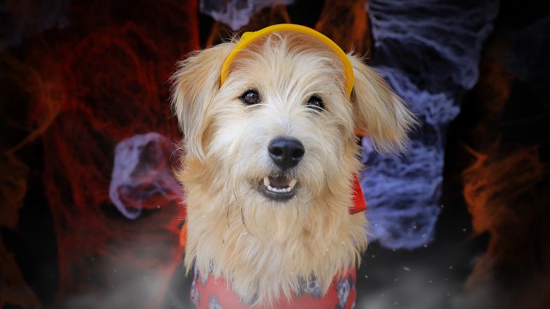 Joseph, perrito para adoptar en la UBA, Quito.