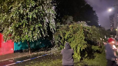 Un árbol cayó en el sector de Iñaquito y dejó sin energía eléctrica al sector.&nbsp;