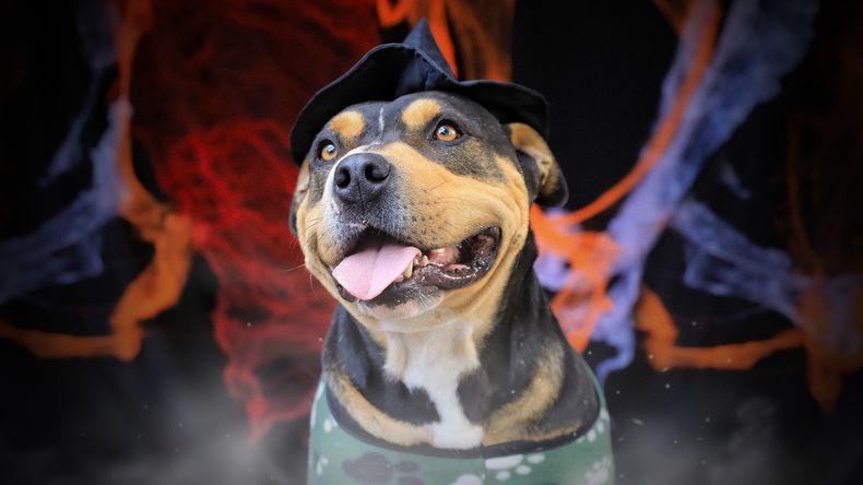 Logan, perrito para adoptar en la UBA, Quito.