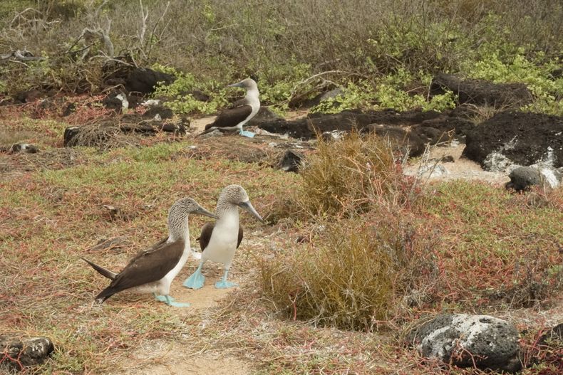 Piqueros de patas azules en Galápagos, Ecuador.