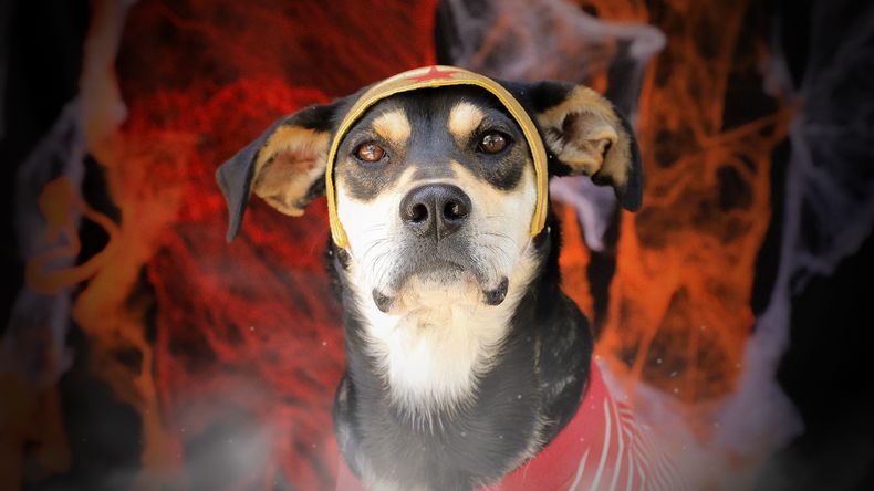 Fiora, perrita para adoptar en la UBA, Quito.