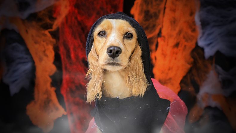 Esmeralda, perrita para adoptar en la UBA, Quito.