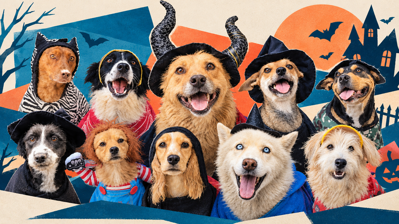 Perritos de la UBA en adopción.