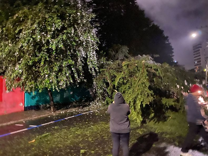 Un árbol cayó en el sector de Iñaquito y dejó sin energía eléctrica al sector.&nbsp;